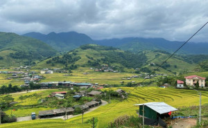 Muong Hoa Valley: Golden Harvest in Sapa Mountains
