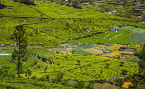 Sri Lanka - Nuwara Eliya & The Experience Economy