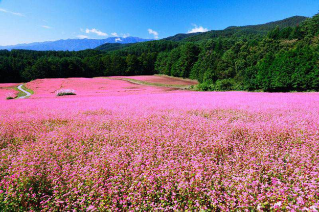 Buckwheat flower in Ha Giang