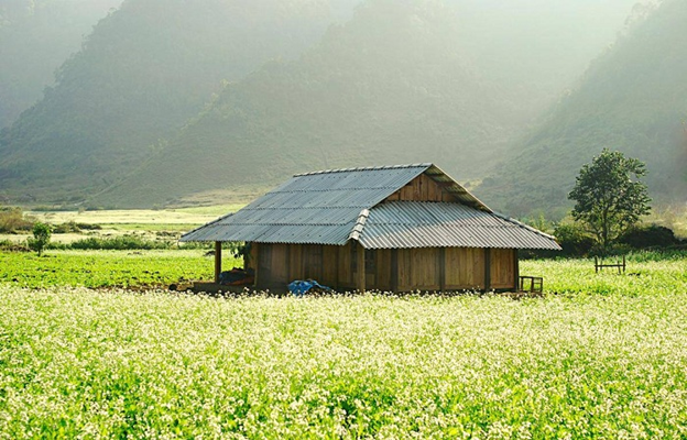 White choy flower in Moc Chau (Son La)