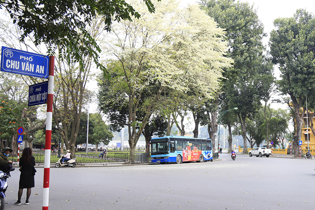 Sua flower blossom dying Hanoi in white