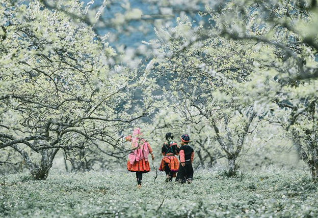 Plum flower blossom in spring