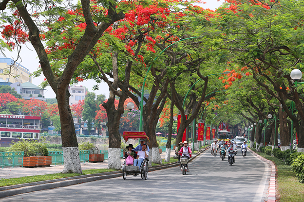 Phoenix flowers in Hanoi