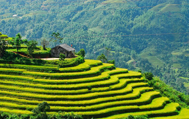 Terraced fields in Ha Giang