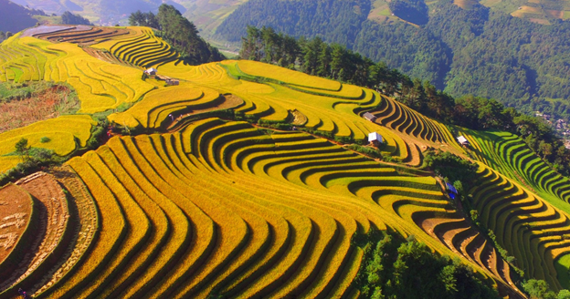 “Yellow season” in Mu Cang Chai (Yen Bai)