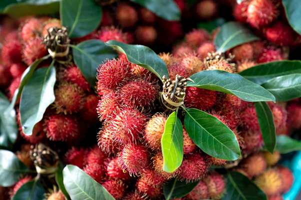 Rambutan - the satisfying fruit that you need to try in Vietnam
