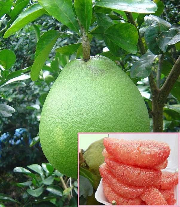 Da Xanh pomelo - special gift from Vietnam Northern | Source: nongnghiepmoi.net