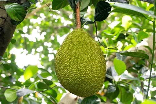 Jackfruit has a look that almost the same with durian