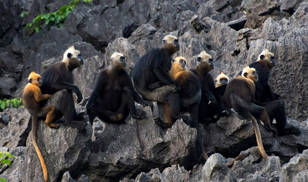 Cat Ba National Park