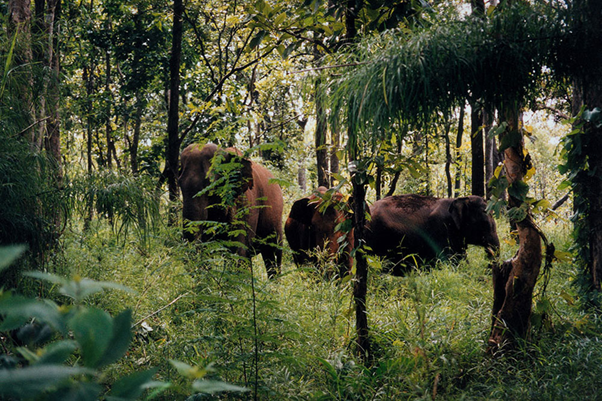 Chu Yang Sin National Park