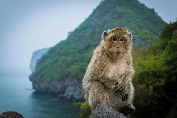 Monkey Island (Cat Ba Island)