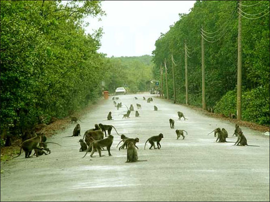 Monkey Island (Cat Ba Island)