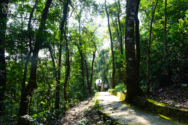 Tran Hung Dao Forest | Source: vietnamtourism.gov.vn