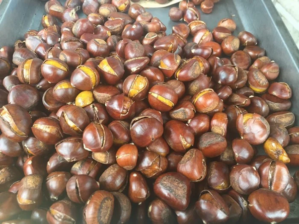 Chestnuts are an indispensable gift when you travel to Cao Bang