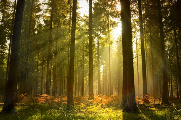 Yen Minh pine forest