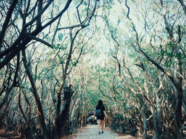 Ru Cha mangrove forest