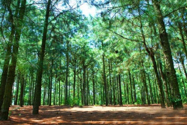 Fascinated by the green pine forest