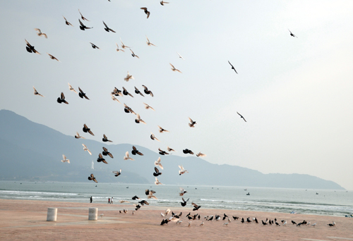 Thousands of pigeons spread their wings in the shade of the sky