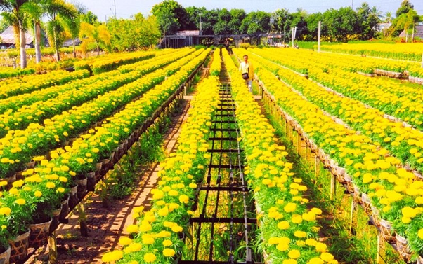 Tan Quy Dong flower village, Sa Dec, Dong Thap