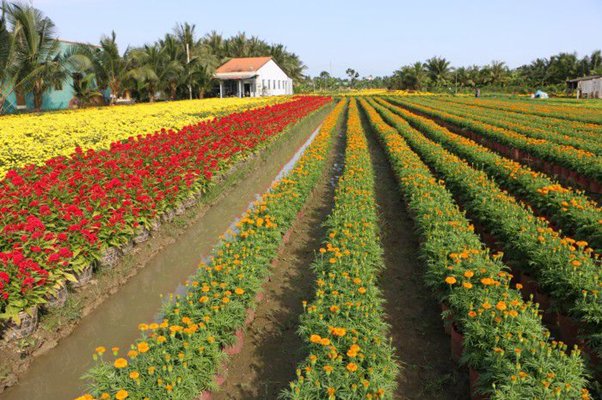 My Tho flower village, Tien Giang