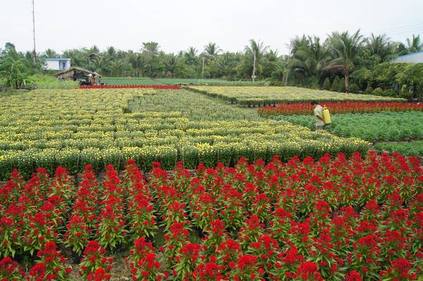 Ornamental tree village Cho Lach - Cai Mon, Ben Tre