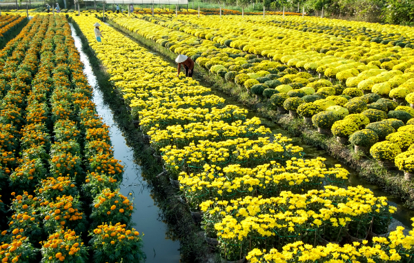 Thoi Nhut flower village, Can Tho