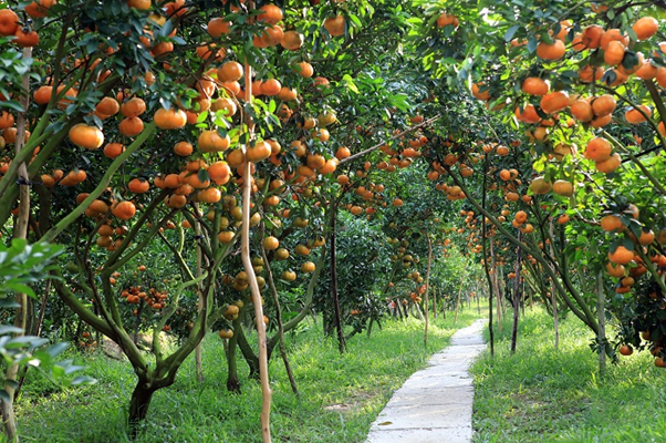 Garden of Cai Be, Tien Giang