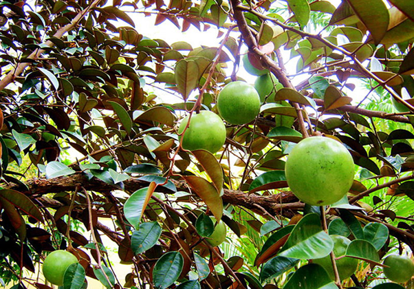 Garden of Vinh Kim, Tien Giang