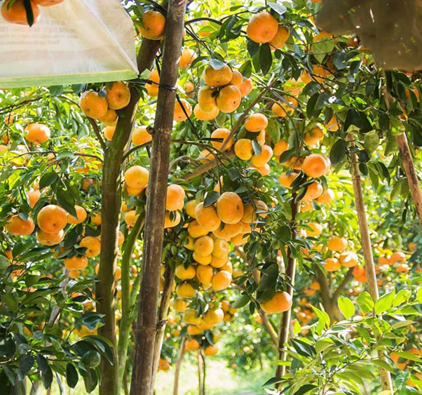 Garden of Cai Mon, Ben Tre