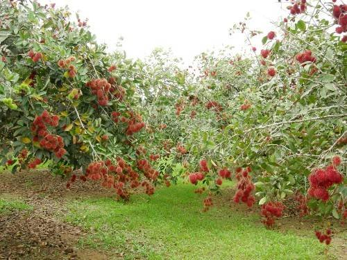 Garden of Vinh Long