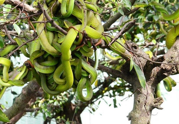 Dong Tam Snake Farm - My Tho Mekong Delta