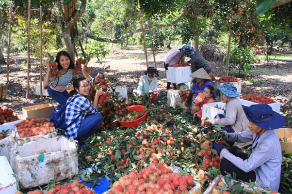 Visitors can try the fruits at the fruit garden