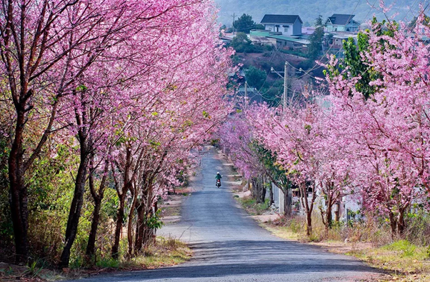 Spring Dalat is sweet with the pink color of cherry blossoms blooming at every corner. 