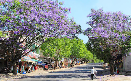 A stunning purple corner of flamboyant