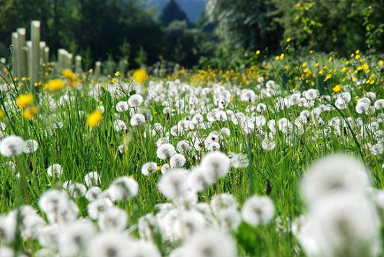 Wildflowers are like a typical symbol of the Central Highlands