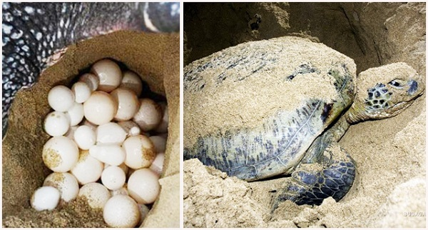 See turtles laying eggs