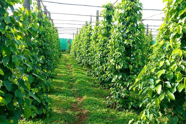 Phu Quoc pepper garden