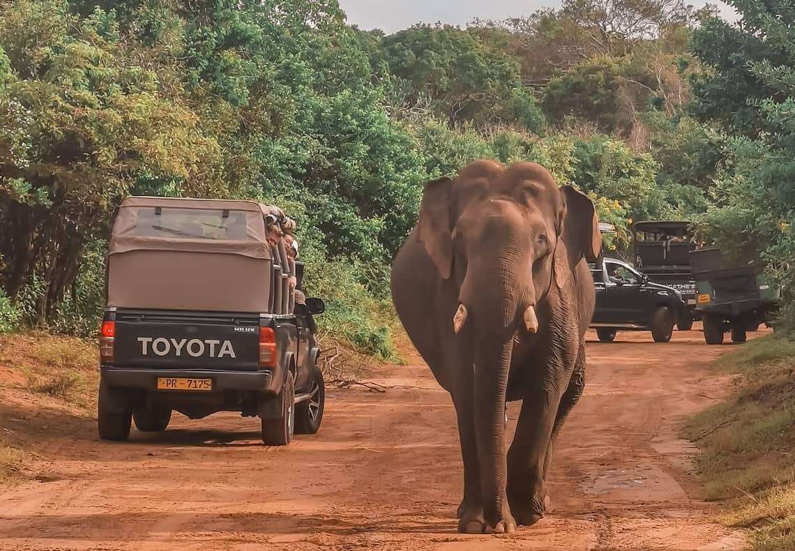 Encounter with an elephant by the road