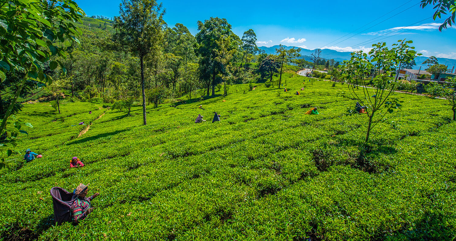 Nuwara Eliya Tea Hills