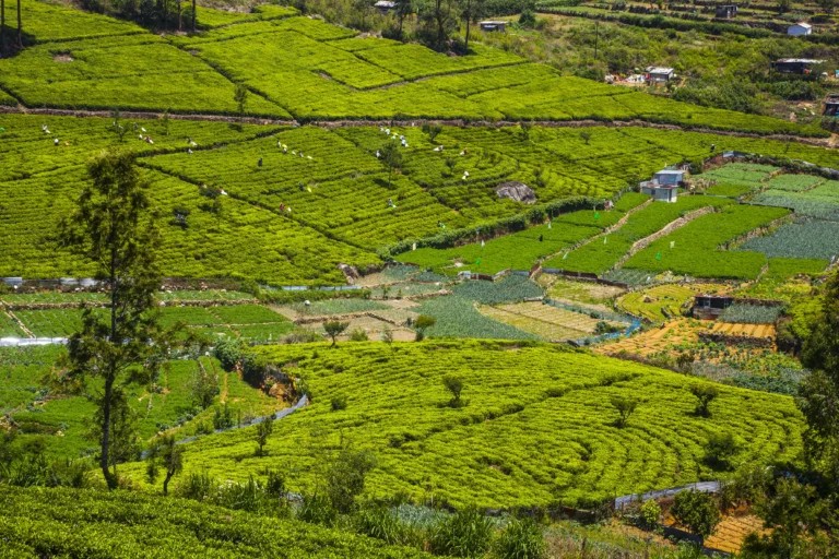 Ceylon tea from Nuwara Eliya